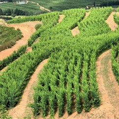 2023-1 - Vineyard #1.jpg